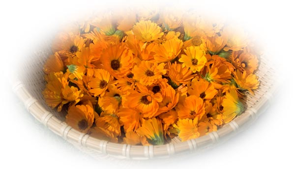 Calendula